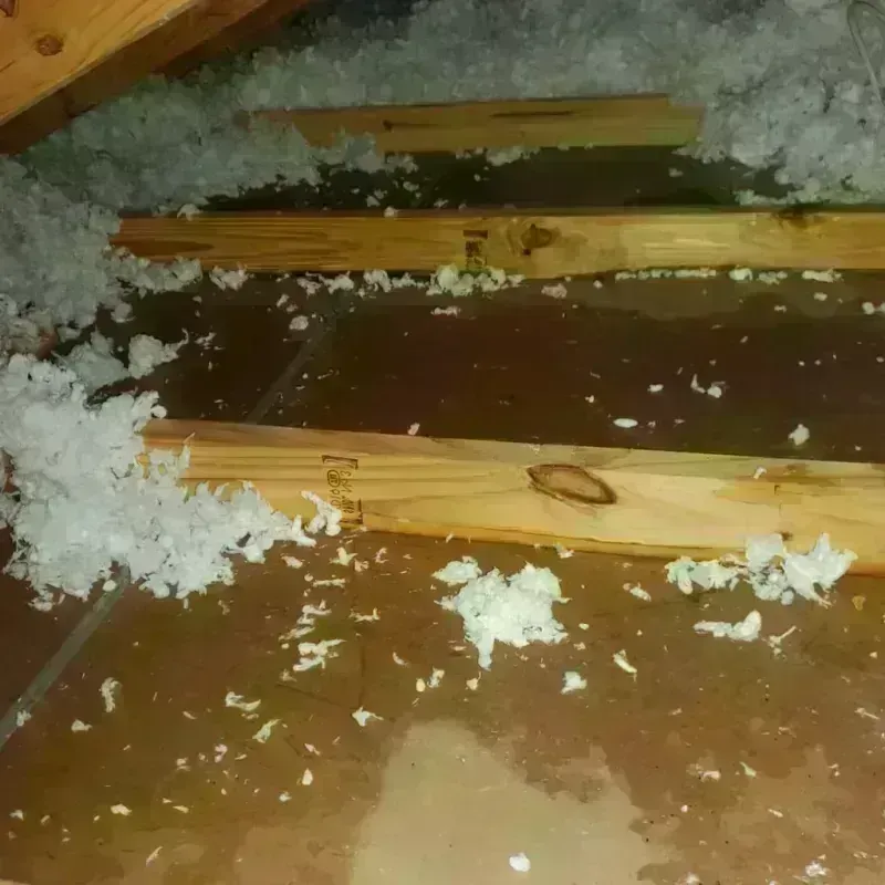 Attic Water Damage in Laguna Park, TX