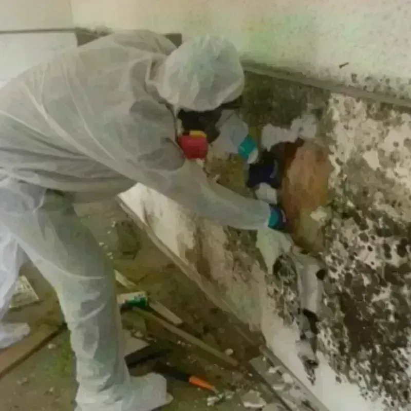 Mold Remediation and Removal in Laguna Park, TX